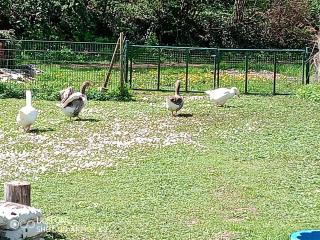 Ferienwohnung Cillien - 9