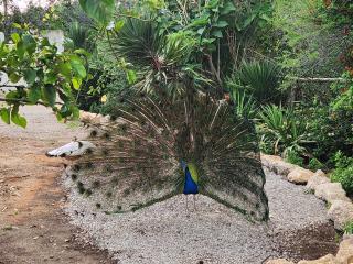 ecological earthen home - Larache - 4