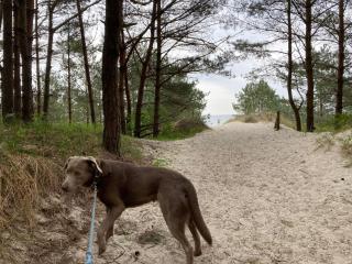 Düne 9 mit Hund - nur 80 m vom Strand - Ostseebad Karlshagen - 9