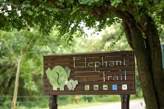 Elephant Trail - 8