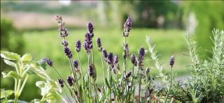 Apartman Rabtours - Kampor - 6