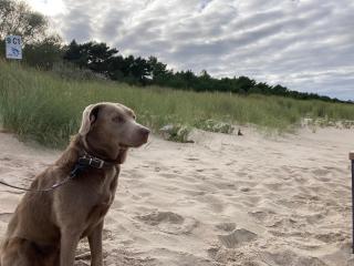 Reet am Strand mit Hund - Karlshagen - 8