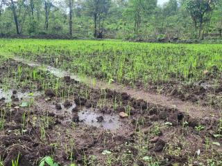 Mrittika Farms - - 9