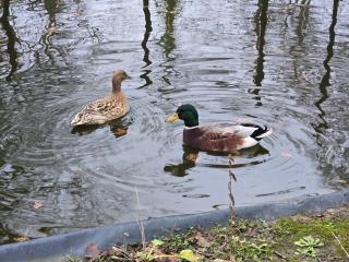maison au calme avec piscine - 6