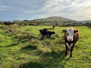 Secluded Farmhouse in West Cork - - 6