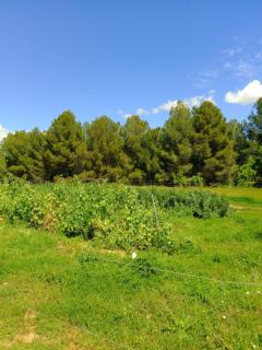 Apartment with private pool and garden - San Martín Sarroca - 3