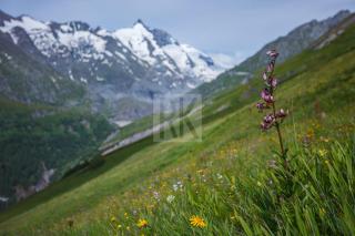 Nationalpark-Camping Großglockner - 7