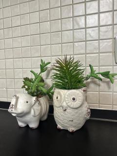 Brejsa's Nest - Tirana - 2