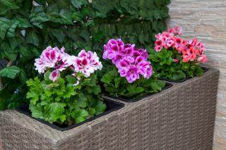 Apartments Aldy - Dubrovnik - 8