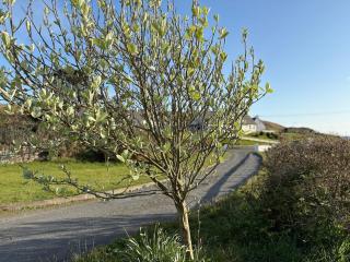 Luxurious large West Cork property with seaviews - 4