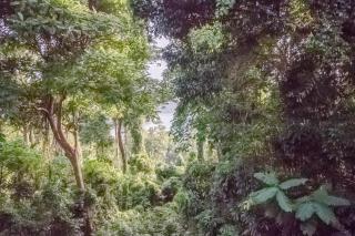 OCEAN Nest with Self-Service Breakfast - Pet Friendly, AC, Monkeys! - - 8