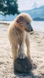 OCEAN Nest with Self-Service Breakfast - Pet Friendly, AC, Monkeys! - - 1