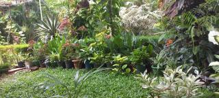 greenview homestay Mayyil - - 7