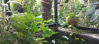 greenview homestay Mayyil - 3