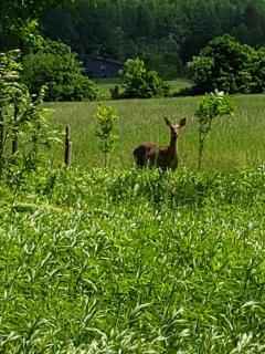 NAYA Lodge - Furano - 6