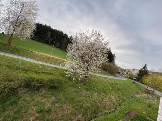 Pine Retreat - near Rußweiher - Eschenbach in der Oberpfalz - 9