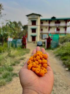 Lap Of Himalayas Resort - Kausani - 3