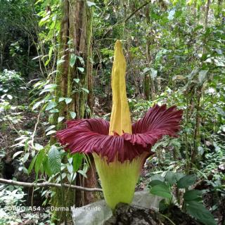 Ida Guest House & JUNGLE TREKKING - Bukit Lawang - 9