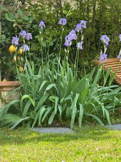 Elegante bilocale / Elegant Double Room - Fiesole - 3