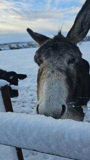 Eden House and Pet Farm - Feevaghmore - 3