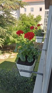 B&B Grace - Villa Opicina - 7
