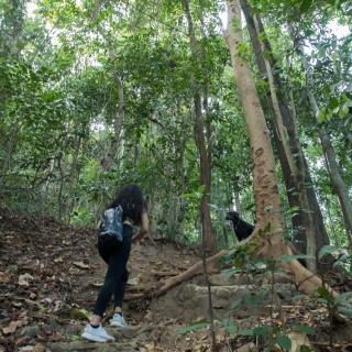 JIVA Nest Self-Service Tiny Home in Rainforest Nest with Kitchen - WiFi, Monkeys, Bats! - - 5
