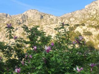 "Velena" Apartmani - Dobrota - 6