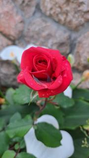 Apartmani Tomić - Seline - 8