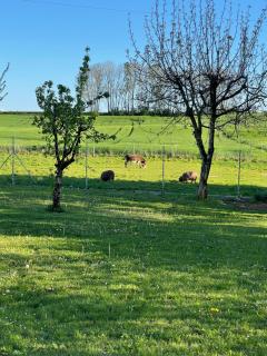 Les Marronniers - Savoisy - 9