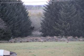 Blairmains Guest House - Kirk of Shotts - 3