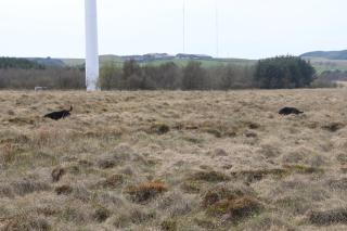 Blairmains Guest House - Kirk of Shotts - 1