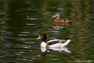 Camping De Kooiplaats - Schiermonnikoog - 2