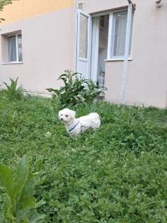 Apartament PARTER CU GRADINA - Slănic-Moldova - 9