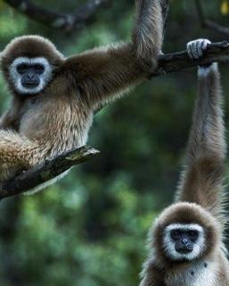 Explore Sumatra's WONDERS Tour & Treking book with us - Bukit Lawang - 1