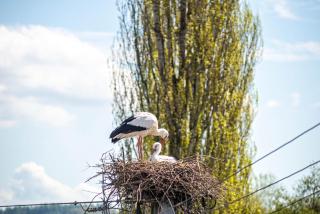 Vronis Ferienwohnungen - Mühlingen - 4