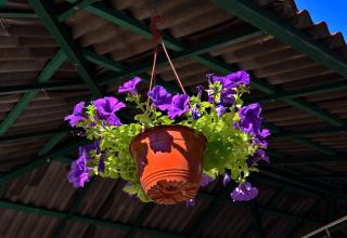 Apartments Dinko Zifra - 3