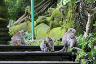 Sari Gong Guest House, A Trishula Collection - Ubud - 4