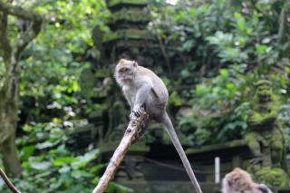 Sari Gong Guest House, A Trishula Collection - Ubud - 5