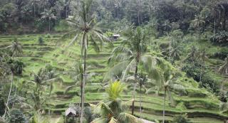 Sari Gong Guest House, A Trishula Collection - Ubud - 7