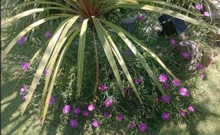 Sakura B&B Franciacorta - 1