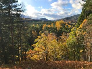 Pine Tree Cottage - Uk45925 - Ballater - 4