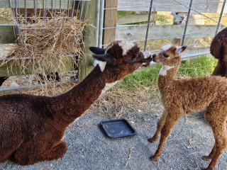 HavenRidge Glamping Cabins - 7