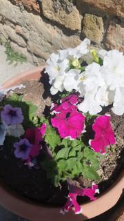 B&B La Piuma - 2