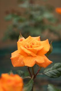 Rose Cottage - Limenas - 1