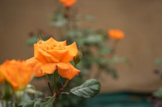 Rose Cottage - 7