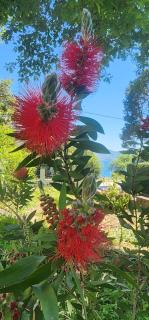 "Velena" Apartmani - Dobrota - 9