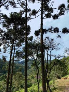 Chalés Fazenda Floresta das Araucárias - Cunha - 4