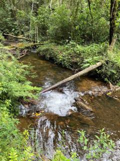 Chalés Fazenda Floresta das Araucárias - Cunha - 7