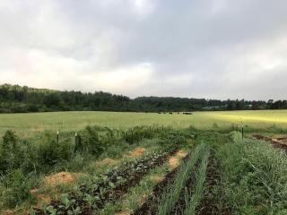 Rustic Bell Tent on Working Farm in New York with Views of the Adirondacks - Westport - 2