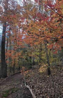 Enchanting Yurt Rental for a Romantic Getaway in North Carolina - - 2